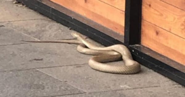 What should you do when you see a snake?