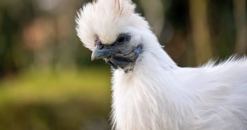 Chook Chat with Cheryl Nelson - Protecting your flock from heat