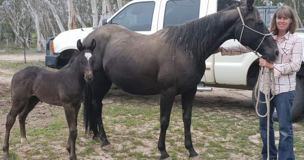 Sharing the love of horses