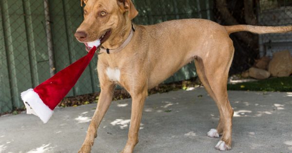 New Year's resolutions that will help our furry friends