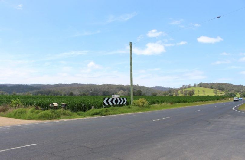 Maize growing alongside the Bega-Tathra Road at Jellat. Photo: Ian Campbell.
