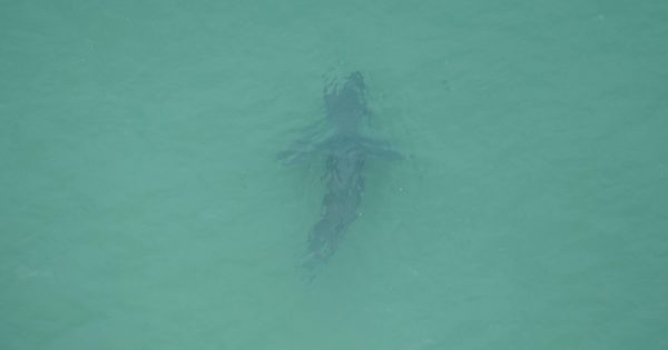 Sharks again close Eurobodalla beaches
