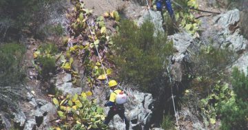 Abseiling, drones and all-terrain vehicles used in ACT's fight against invasive weeds