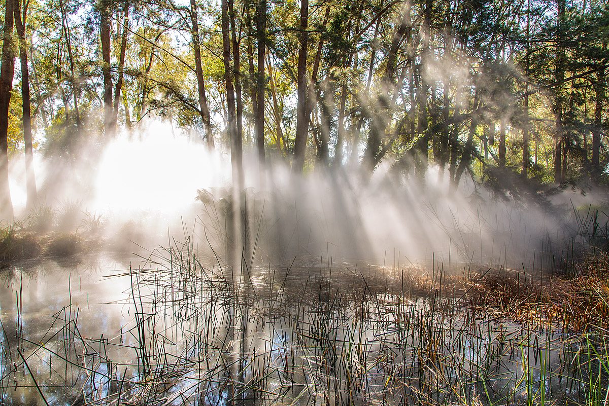 Fog on mangroves