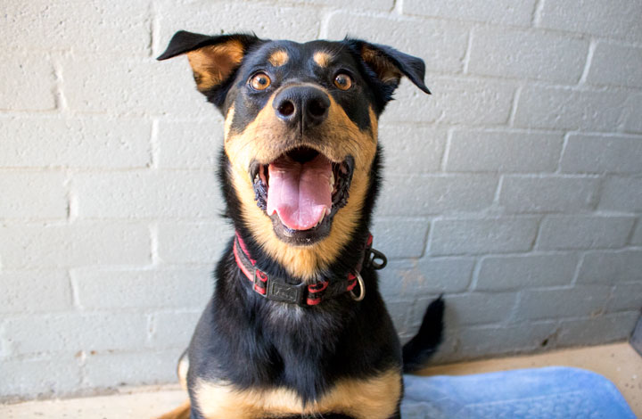 Buffy - RSPCA ACT