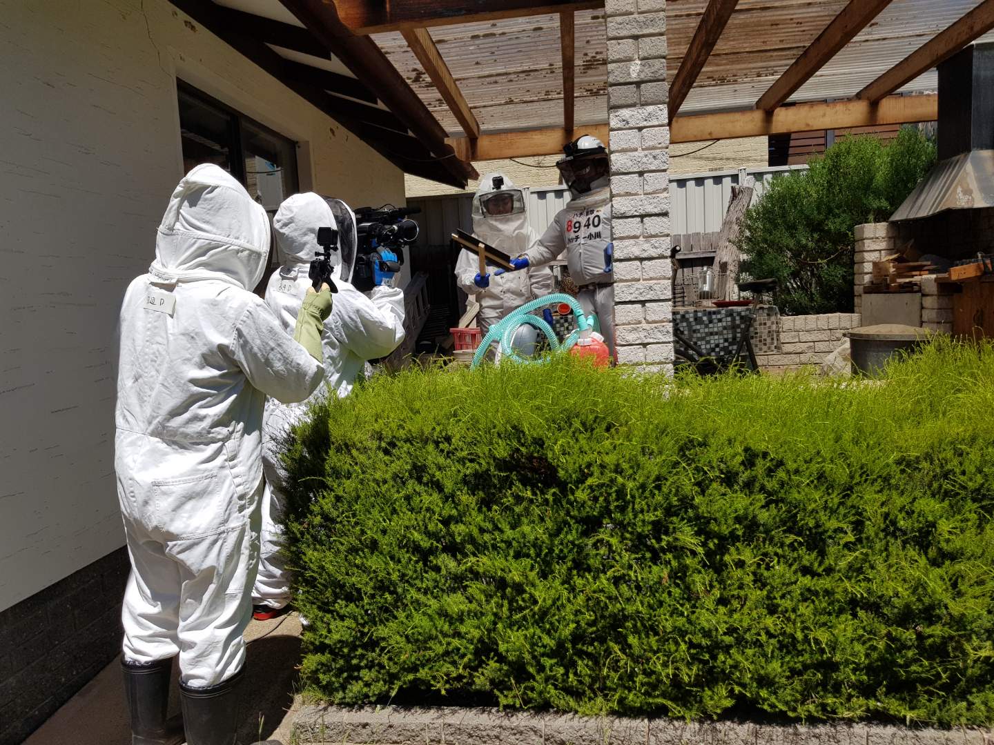 Canberra's European wasps causing a buzz in Japan