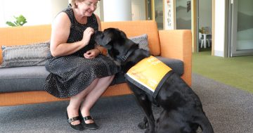 'Happy hounds' to offer companionship to ACT court users in pilot program