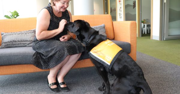 'Happy hounds' to offer companionship to ACT court users in pilot program