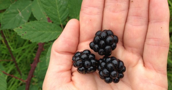 Blackberries: priority weed and local food in equal measures