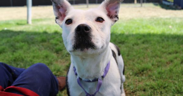 RSPCA ACT’s Pets of the Week – Maisey & Misty