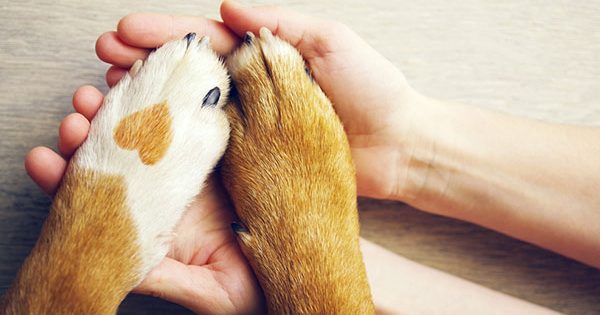 The best pet insurance in Canberra