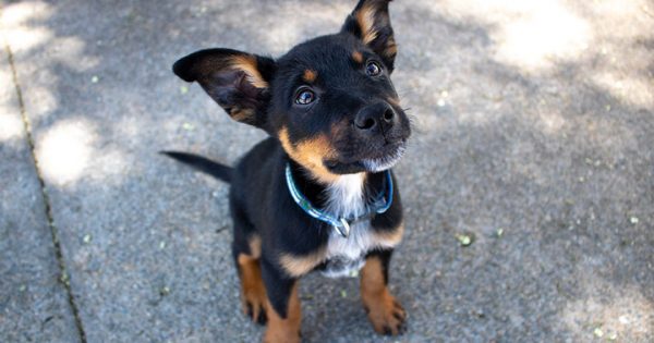RSPCA ACT’s Pets of the Week – Roscoe & Wally