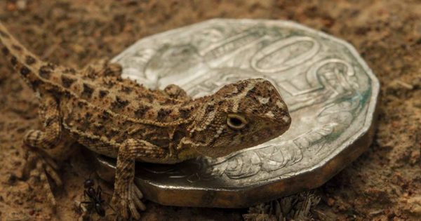 Canberra’s rare and elusive earless dragon caught on camera