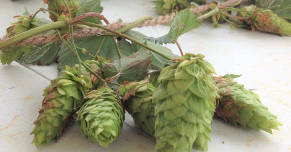 Bemboka farming family 'hops' to it for harvest season