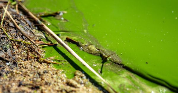 Lake Tuggeranong reopens after months of extreme blue-green algae