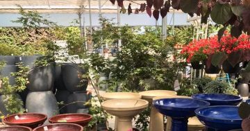 The best nurseries in Canberra