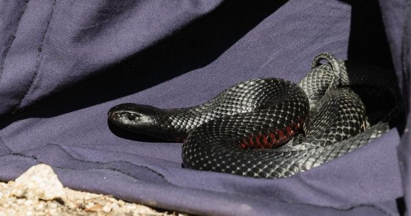 Red-bellied black snake an unwanted soccer recruit during Canberra’s busy snake season