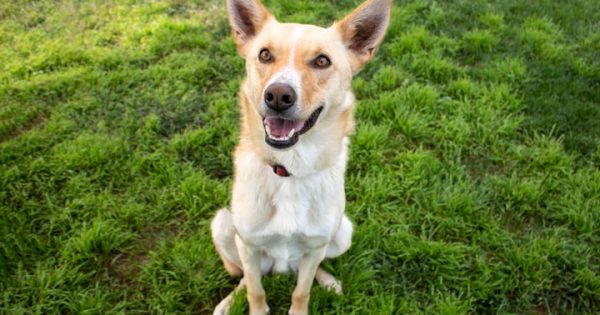 RSPCA ACT’s Pets of the Week – Jay & Narla