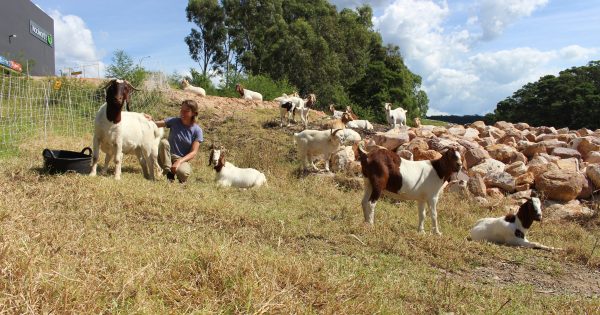 Herds for Hire munch war on weeds from Merimbula to Lake Burley Griffin