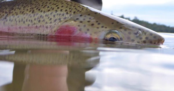 Seasonal fishing rules now in place on the Thredbo and Eucumbene Rivers