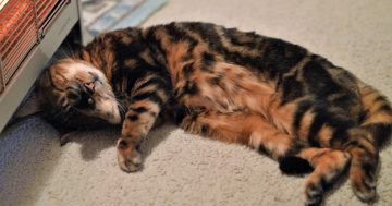 Government considering charging Canberrans annual fees to register cats and dogs