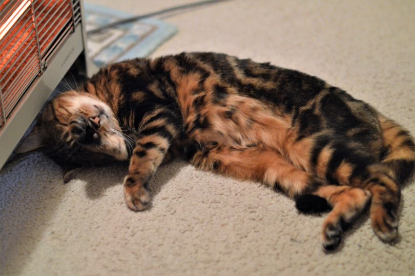 ACT cats