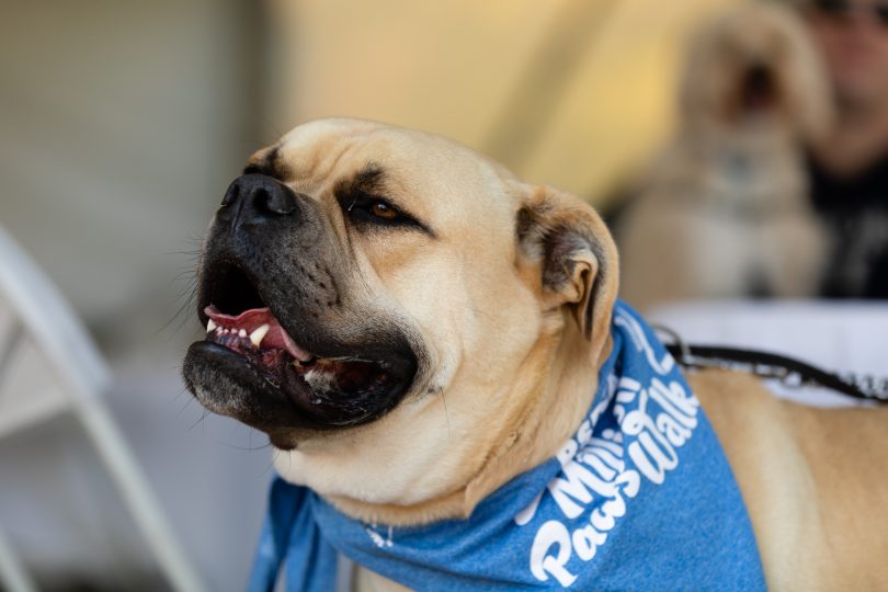 Million Paws Walk