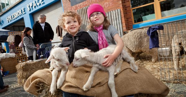 Canberra’s Wool Expo the best place for spinning yarns on election weekend