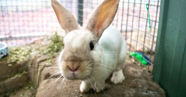 RSPCA’s Pets of the Week – Dennis & Angelena