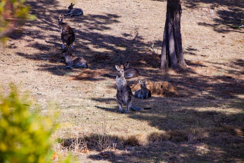 kangaroo cull