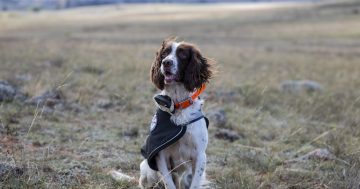 A tale of Tommy the spaniel and the earless dragons