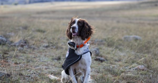A tale of Tommy the spaniel and the earless dragons