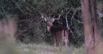 Over 150 deer culled in 'successful' aerial deer control program