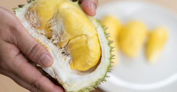 550 students evacuated from UC Library after smelly fruit mistaken for gas leak