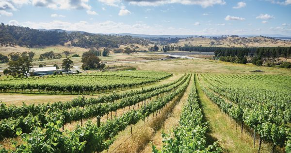 Smoke, hail and heat hit 2020 vintage but winemakers see glass half full