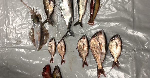 Illegal fish and lobster sellers sprung at Batemans Bay