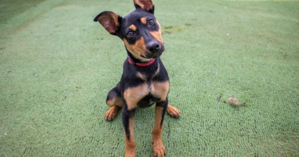 RSPCA's Pets of the Week - Tonka & Nipper