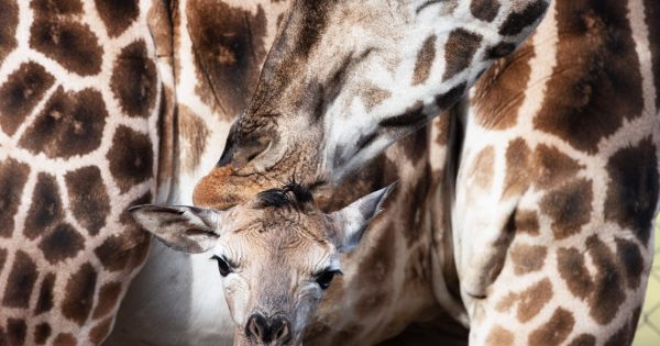 Baby Karn, another chapter in Mogo's 20 year giraffe breeding story