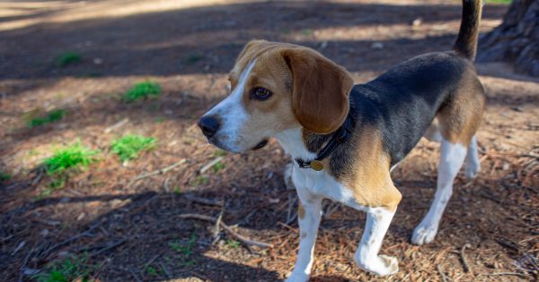 DAS shuts down after highly contagious disease found in two dogs