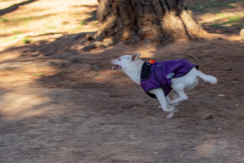 Dog running