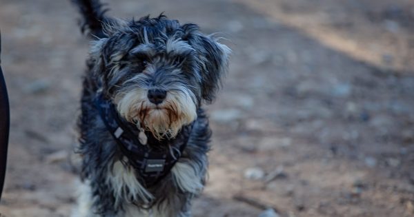 DAS reopens after three dogs treated for coronavirus