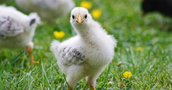 Chook Chat with Cheryl Nelson - Take pleasure in your chooks