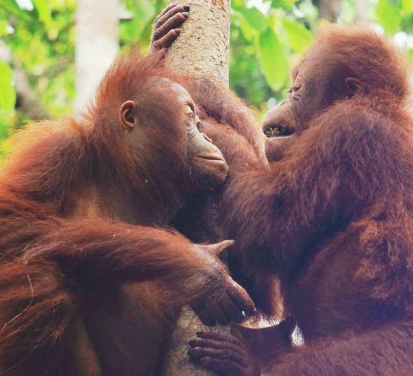 Orangutans
