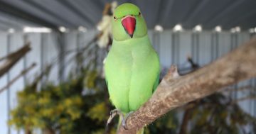Community will is critical for animal welfare outcomes, not just laws