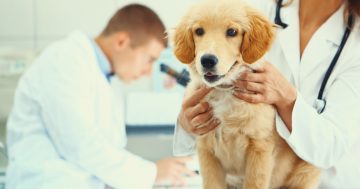 Vets issue warning to puppy owners after deadly parvovirus reported in Canberra