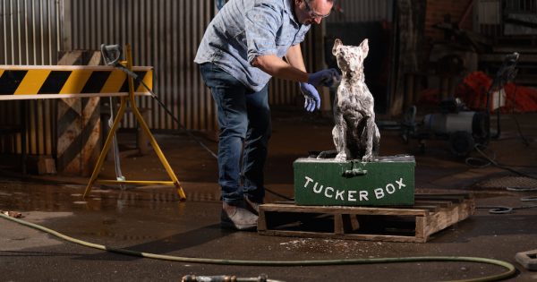 Old dog given new life thanks to ANU artist