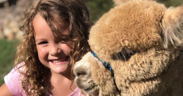 Soft power: Country's finest on show for Alpaca Nationals at EPIC