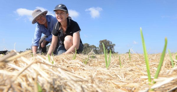From paddock to Parliament - Braidwood black garlic business blooms