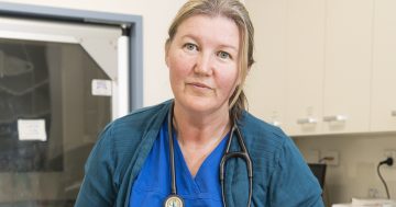 Emergency vet shares dog attack horror stories as Liberals call for tougher laws