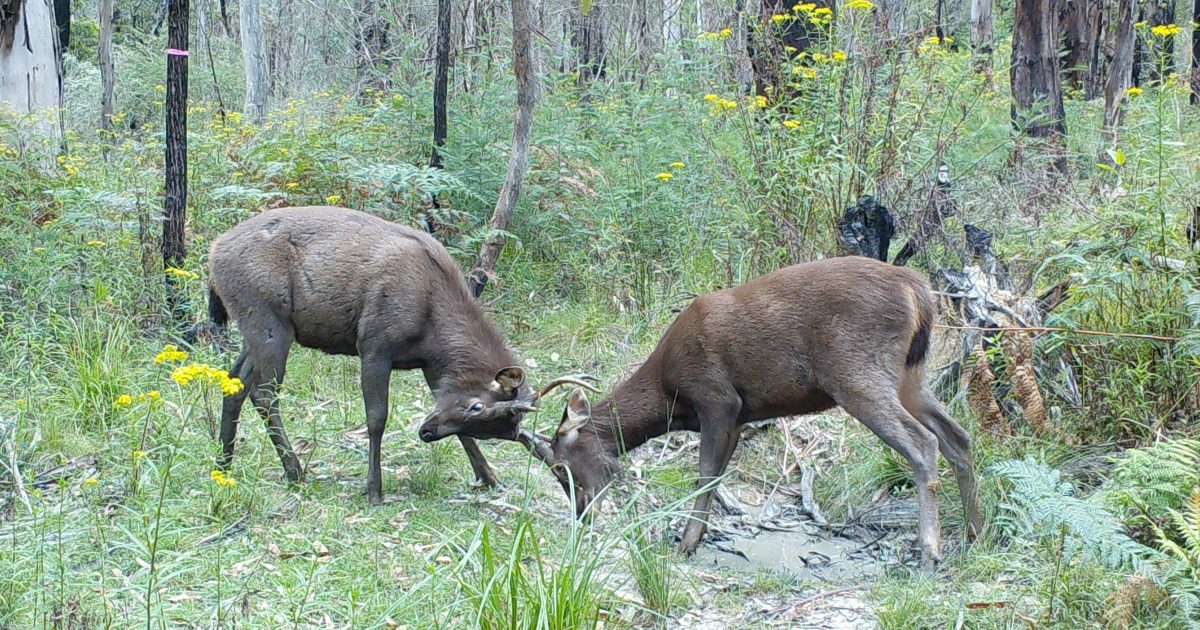 Canberra has ‘nation-leading’ efforts to stop wild deer overriding our streets, but fight’s not over | Region Canberra